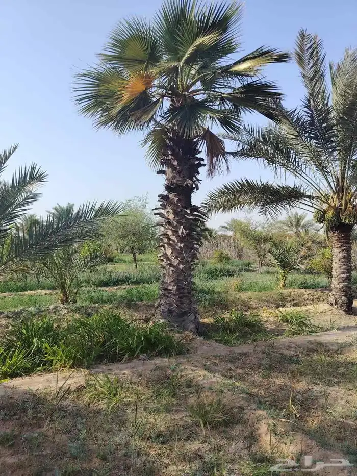 نخل واشنطني للبيع 3