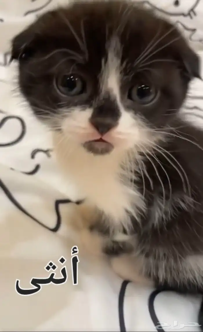 قطط للتبني عمرهم 3 شهور 1