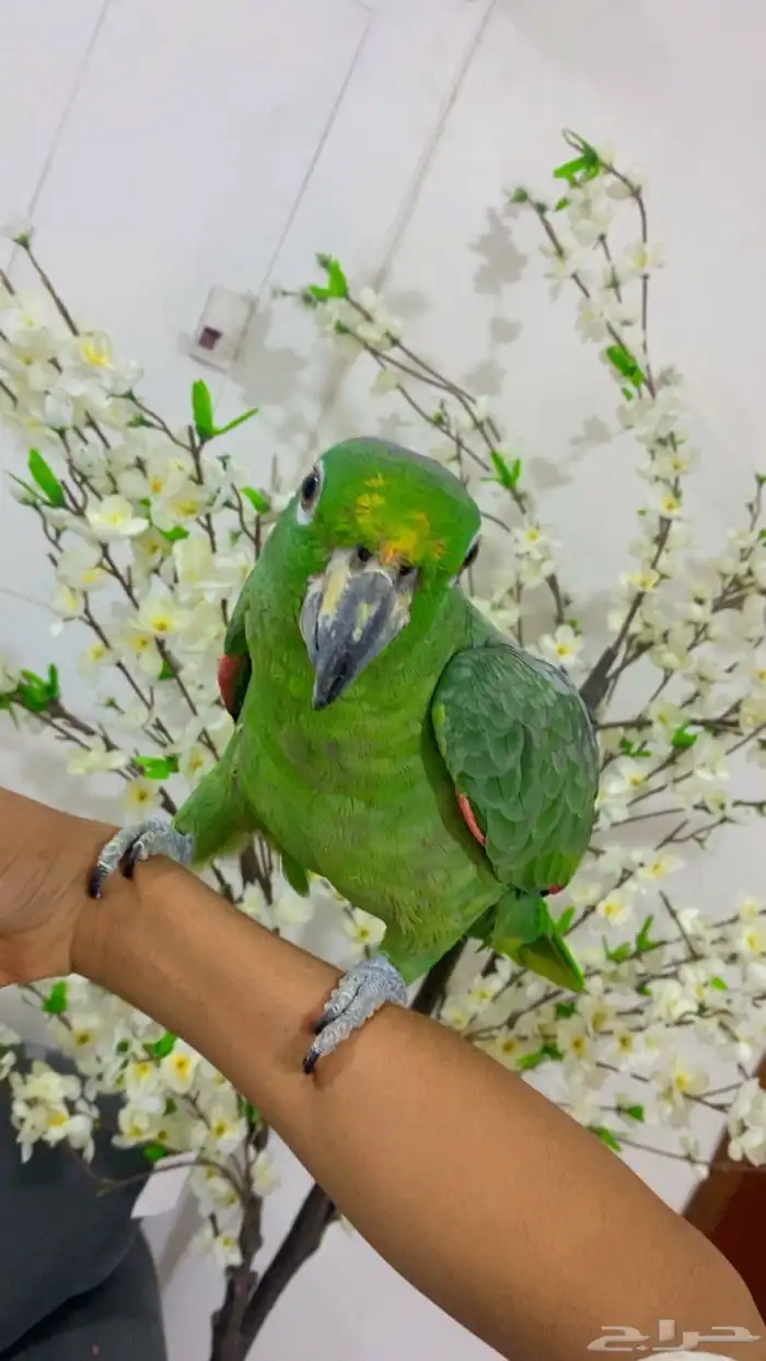 ببغاء امزوني اليف 1