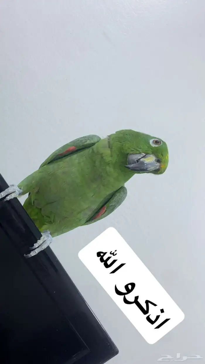 ببغاء امزوني اليف 4