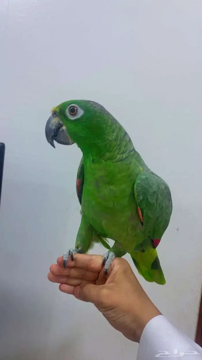 ببغاء امزوني اليف 6