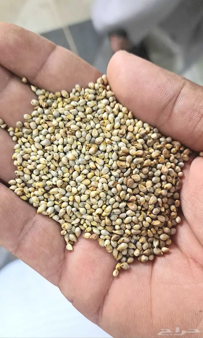 قشر خولاني. قهوه خولاني خظرا ذره صفرا يمني. ذره حمرا يمني 7