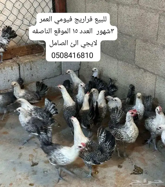 فراريج فيومي 0