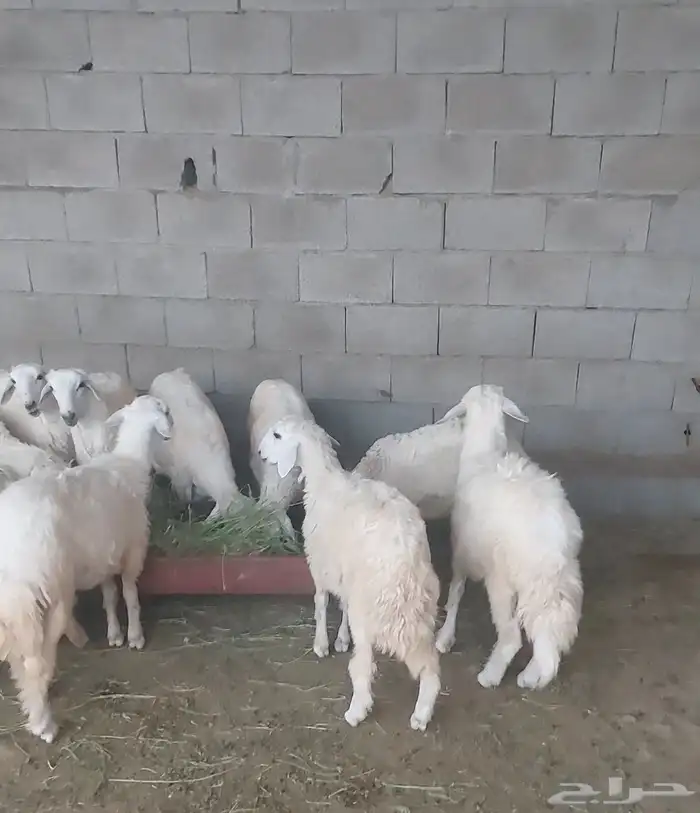 للبيع عدد 15 طليان 0