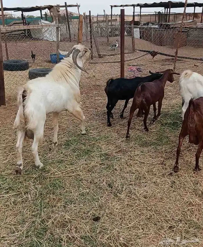 ماعز دفاع 1