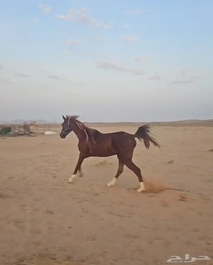 حصان عربي العمر سبع سنوات الطول 151. البيع بدون السرج 1