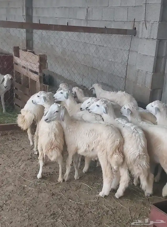 للبيع عدد 15 طليان 1