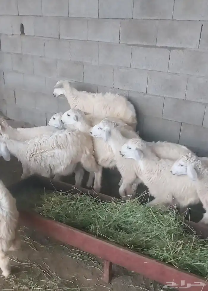 للبيع عدد 15 طليان 2