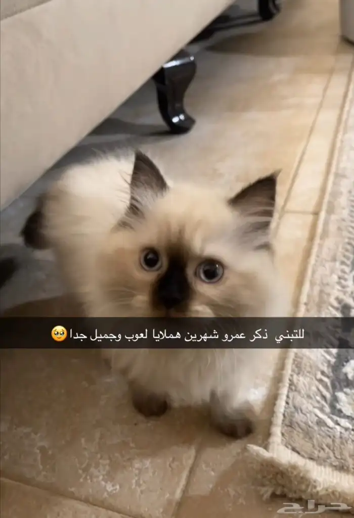 قطط تبني 0