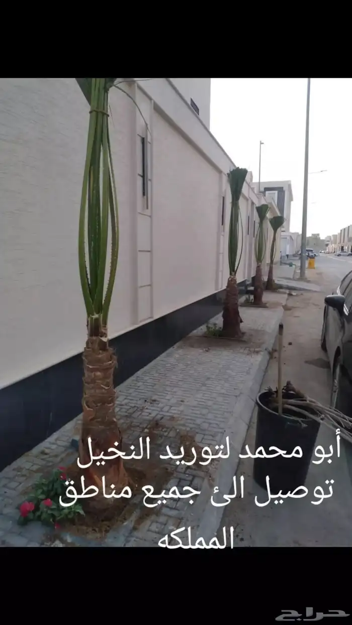 يتوفر لدينا جميع أنواع النخيل الوشنطني والعربي 0