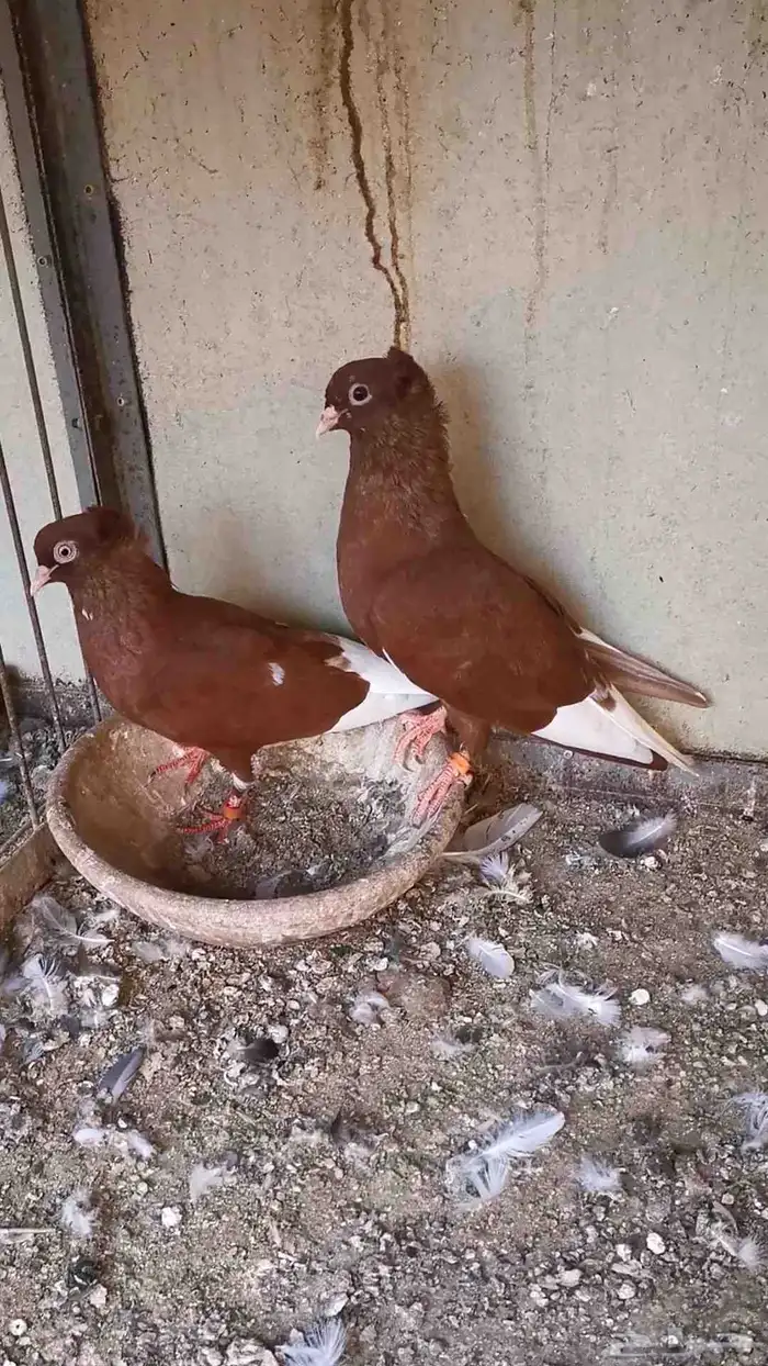 طبه حمام باكستاني رام اسود وطبه قطيفي احمر مذيل ابيض 5