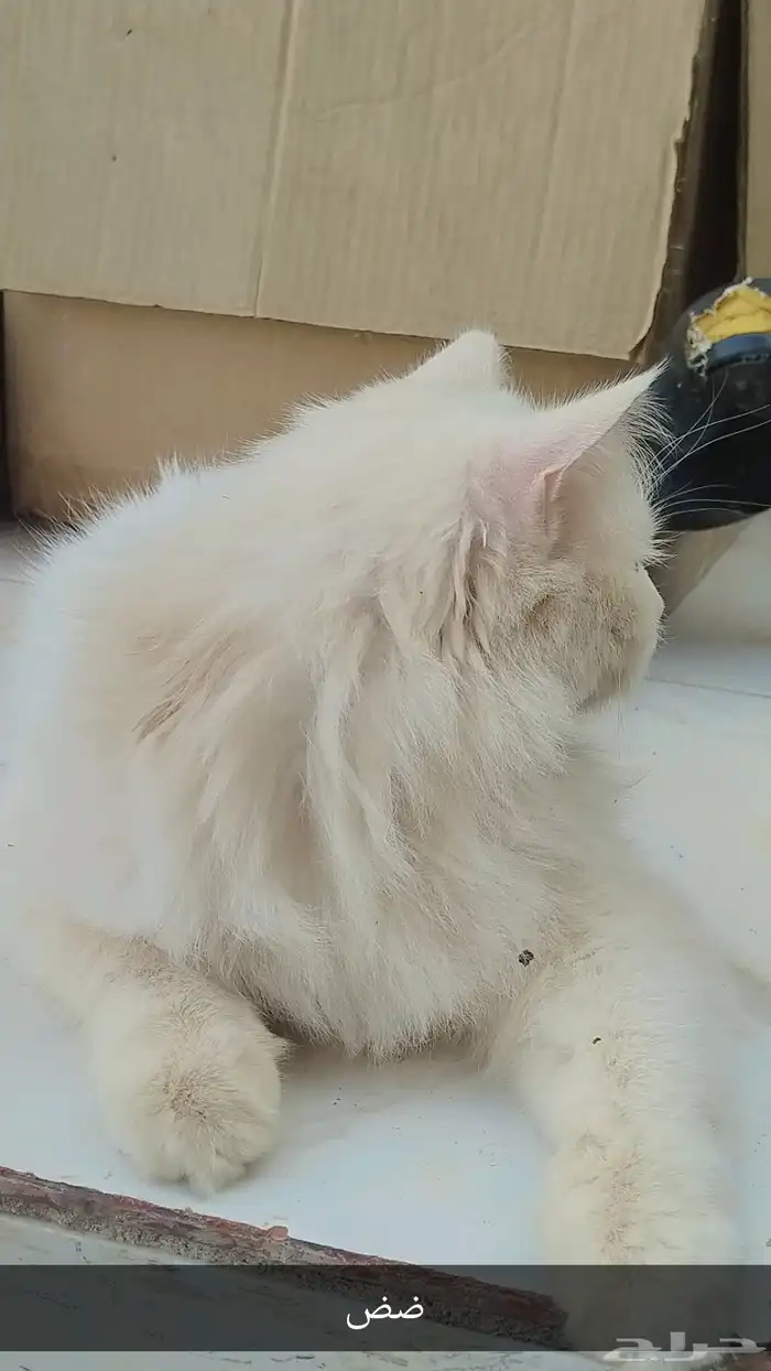 قطو البيع سبب البيع اغرض وجد عل اسوم 0