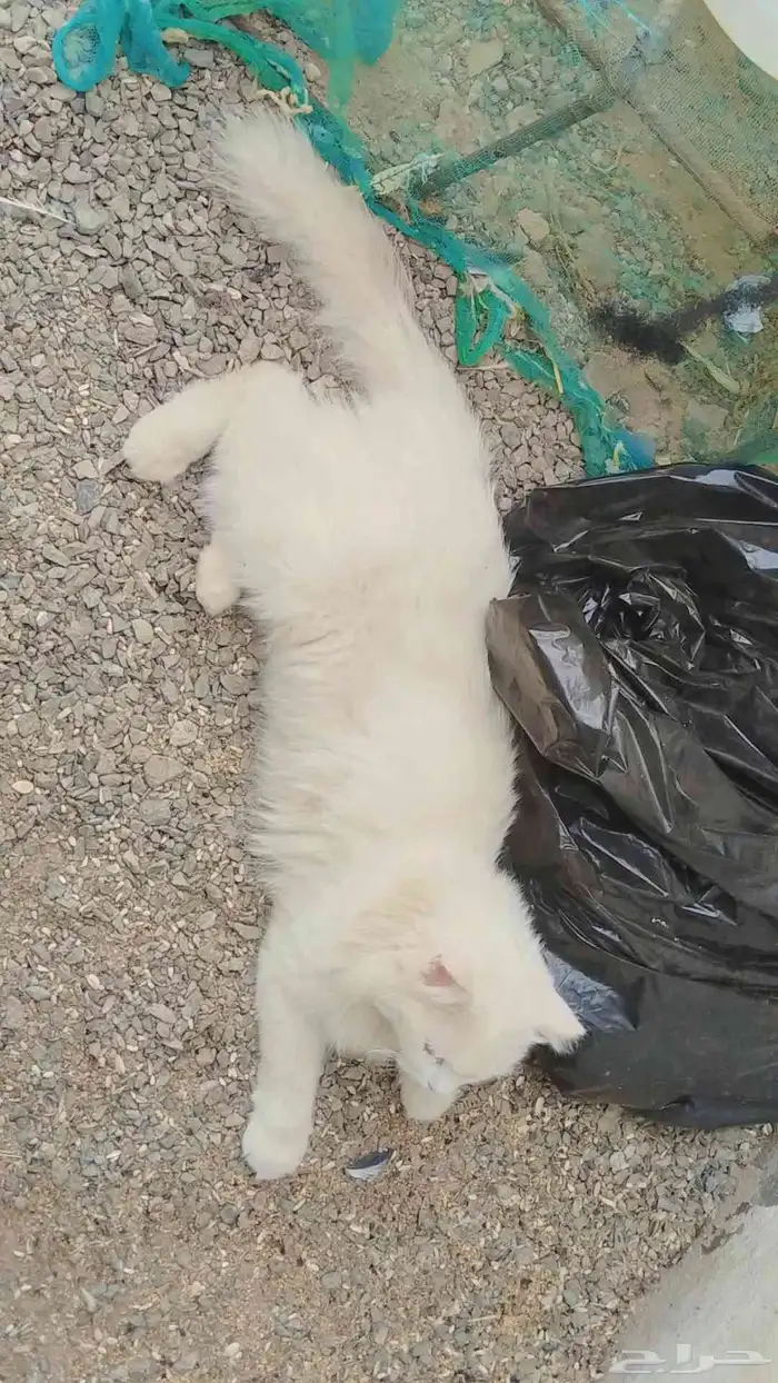 قطو البيع سبب البيع اغرض وجد عل اسوم 1