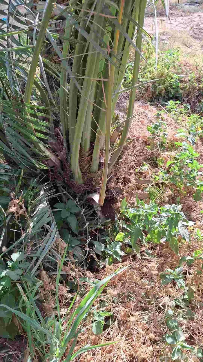 إخلاص سكري برحي صقعي مجذر مراكين 2