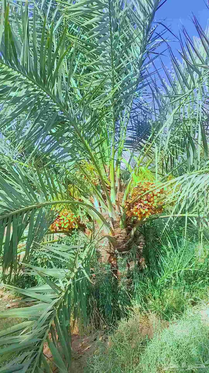 يوحدلديناجثايث وفسيل نخيل البيع اسعرنامعقوله 0