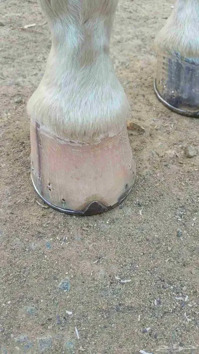 horse farrier 0