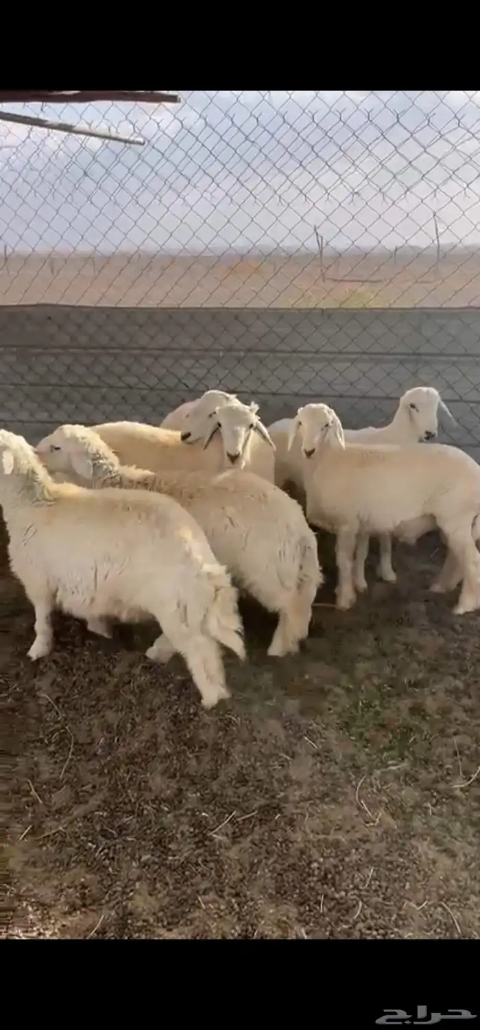 طليان حريات 0