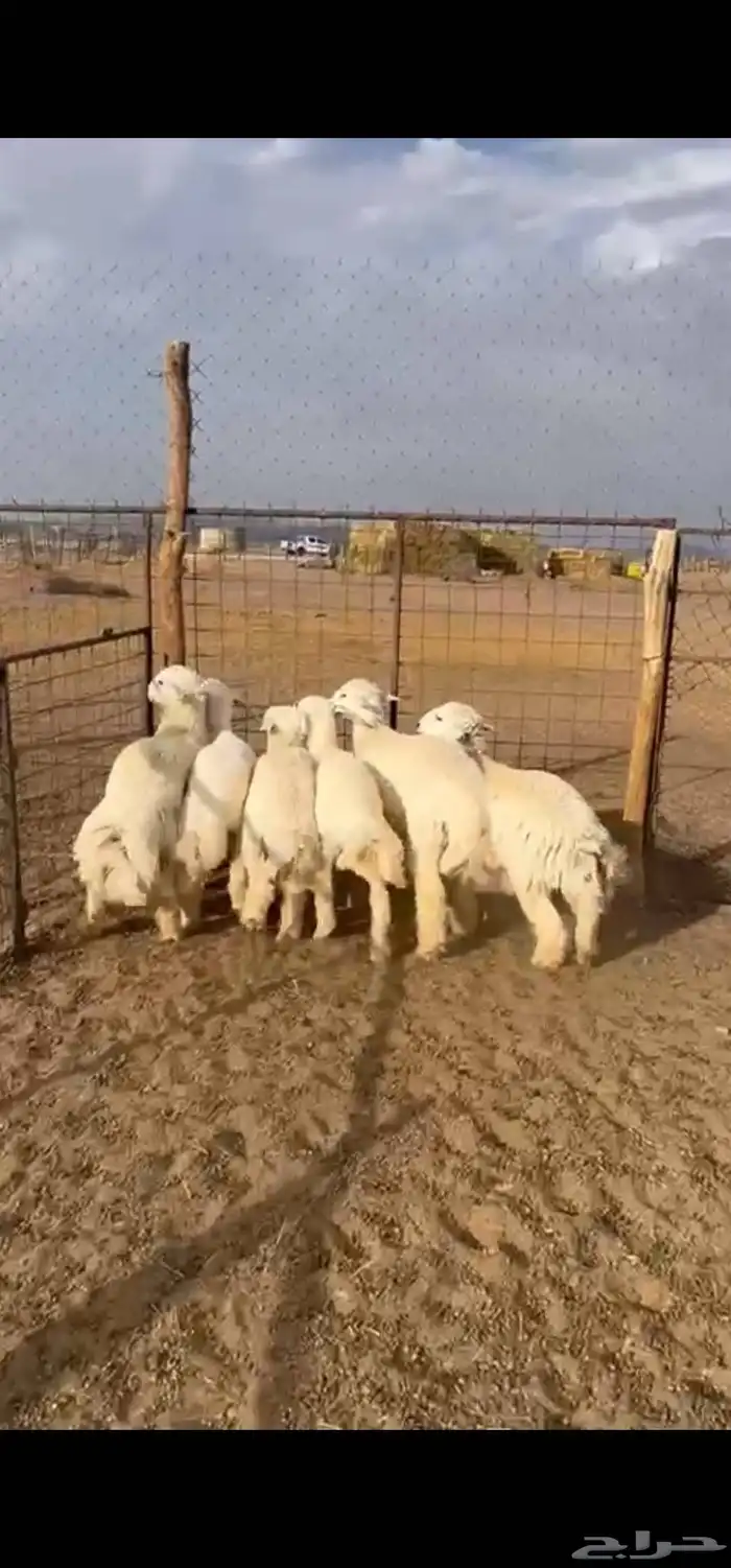 طليان حريات 2