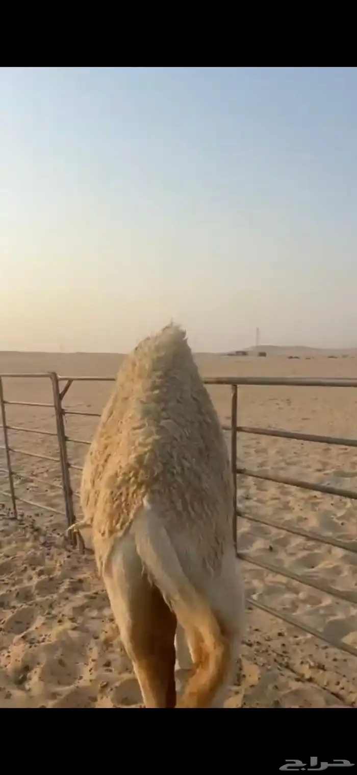 للبيع بكره الحال فوووق الفل 3