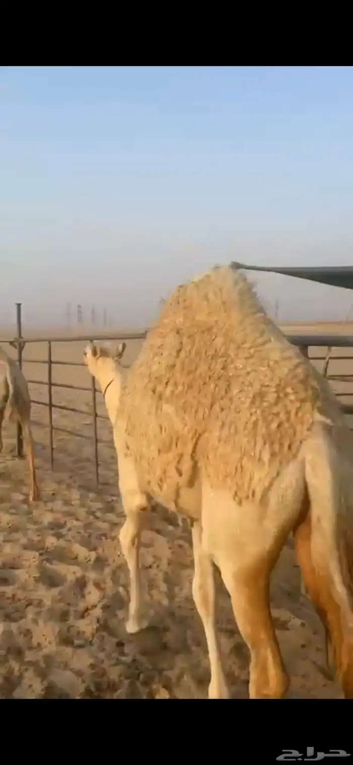 للبيع بكره الحال فوووق الفل 2