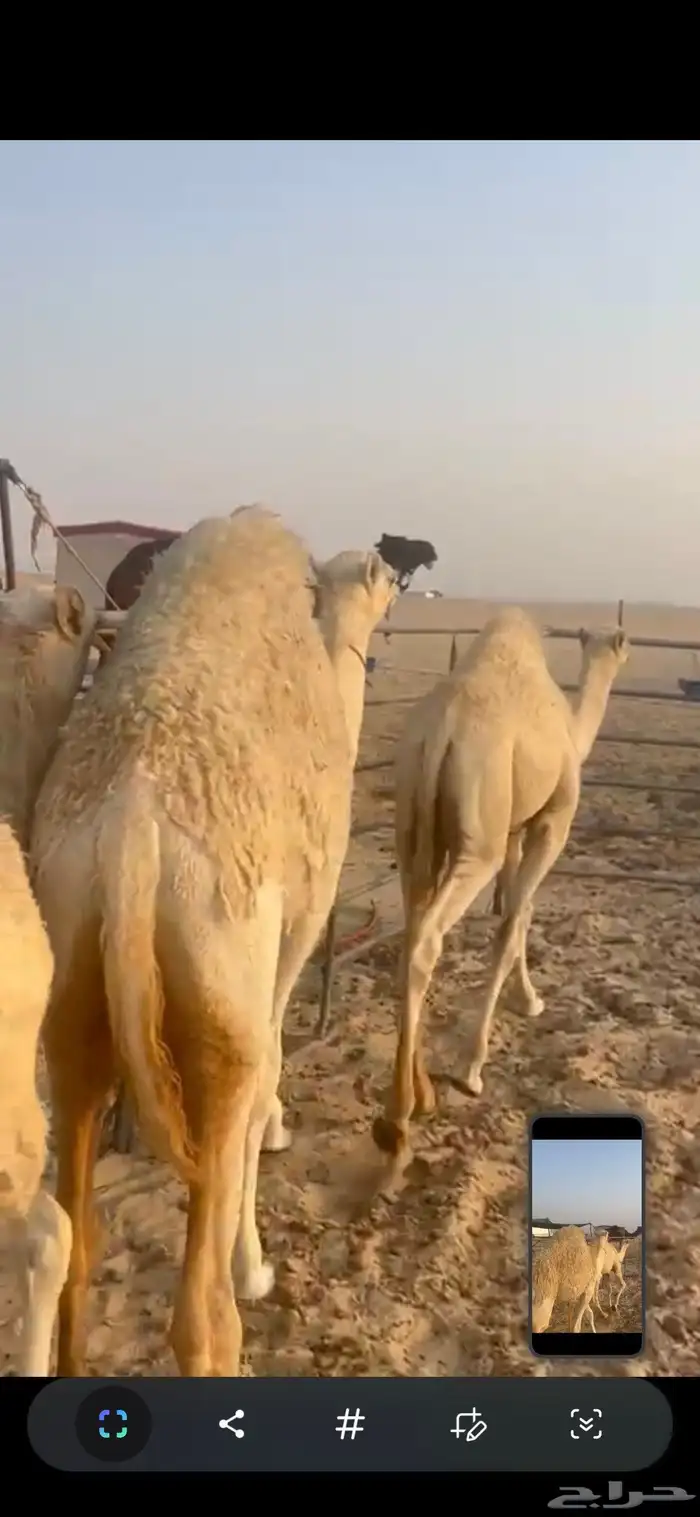 للبيع بكره الحال فوووق الفل 0