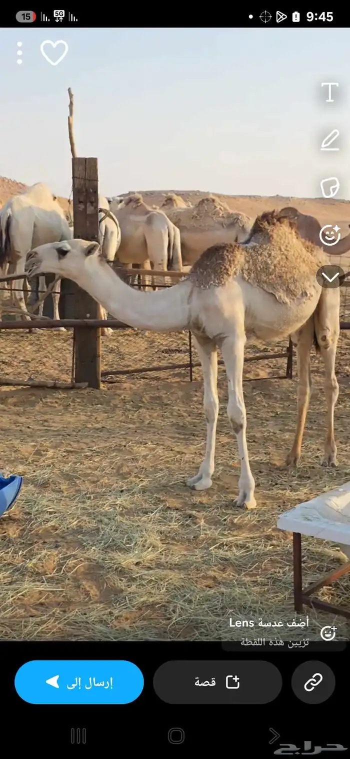 قعود حيسوني تبيه فحل ولا قصب 0