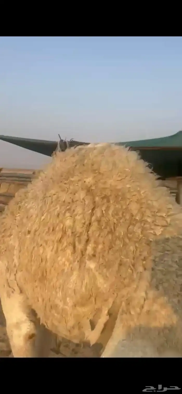 للبيع بكره الحال فوووق الفل 1
