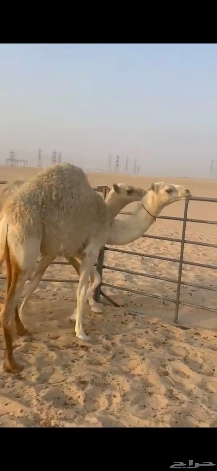 للبيع بكره الحال فوووق الفل 4