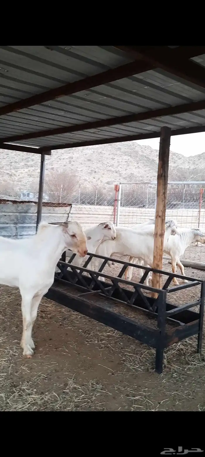 فحول بيشيات برص فواخر 6