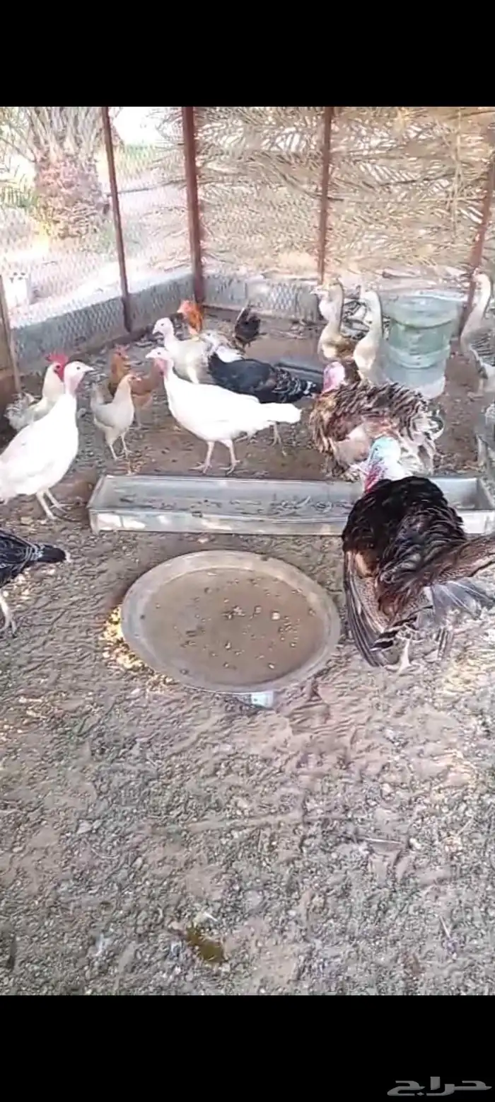 خمس دجاج رومي ومعها ديكين وخمس دجاج بلدي بياض ومعها ديكين 0