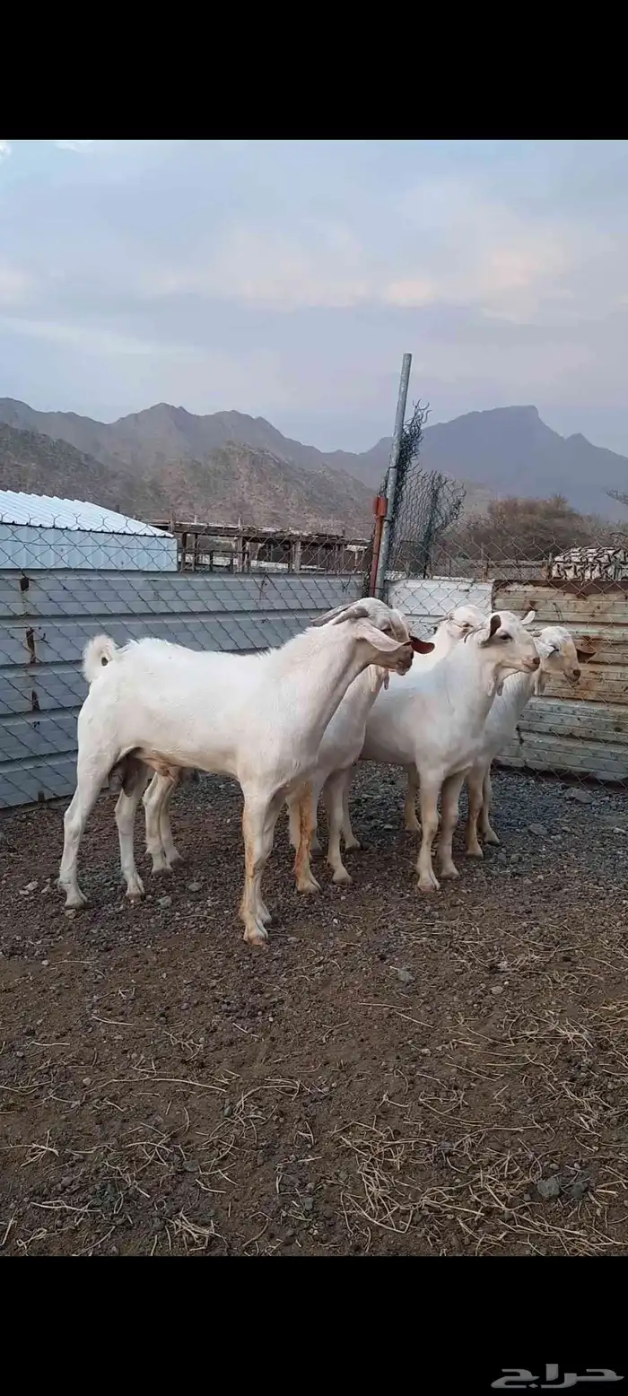 فحول بيشيات برص فواخر 4