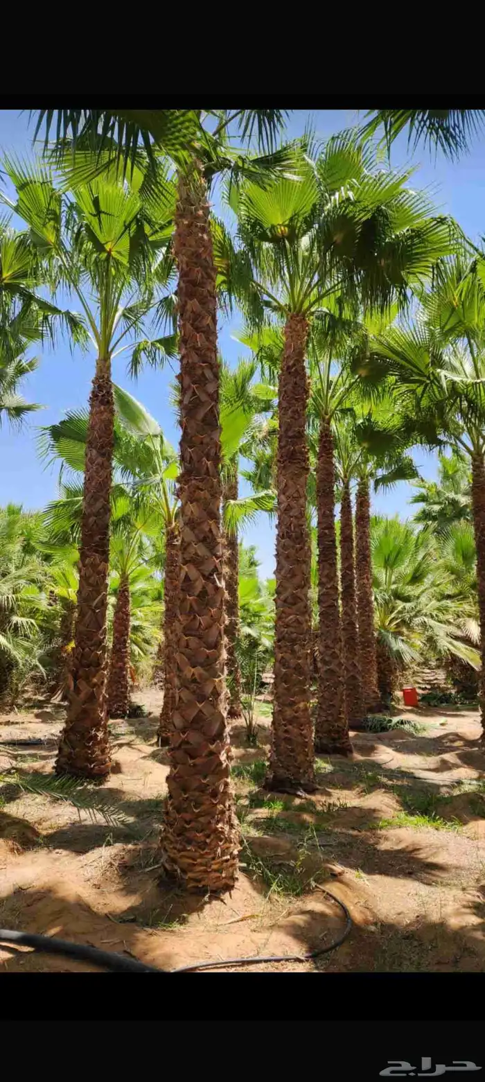يتوفر لدينا جميع أنواع النخيل الوشنطني والعربي 8