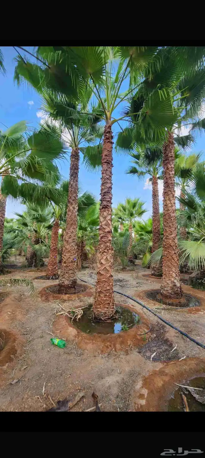 يتوفر لدينا جميع أنواع النخيل الوشنطني والعربي 7