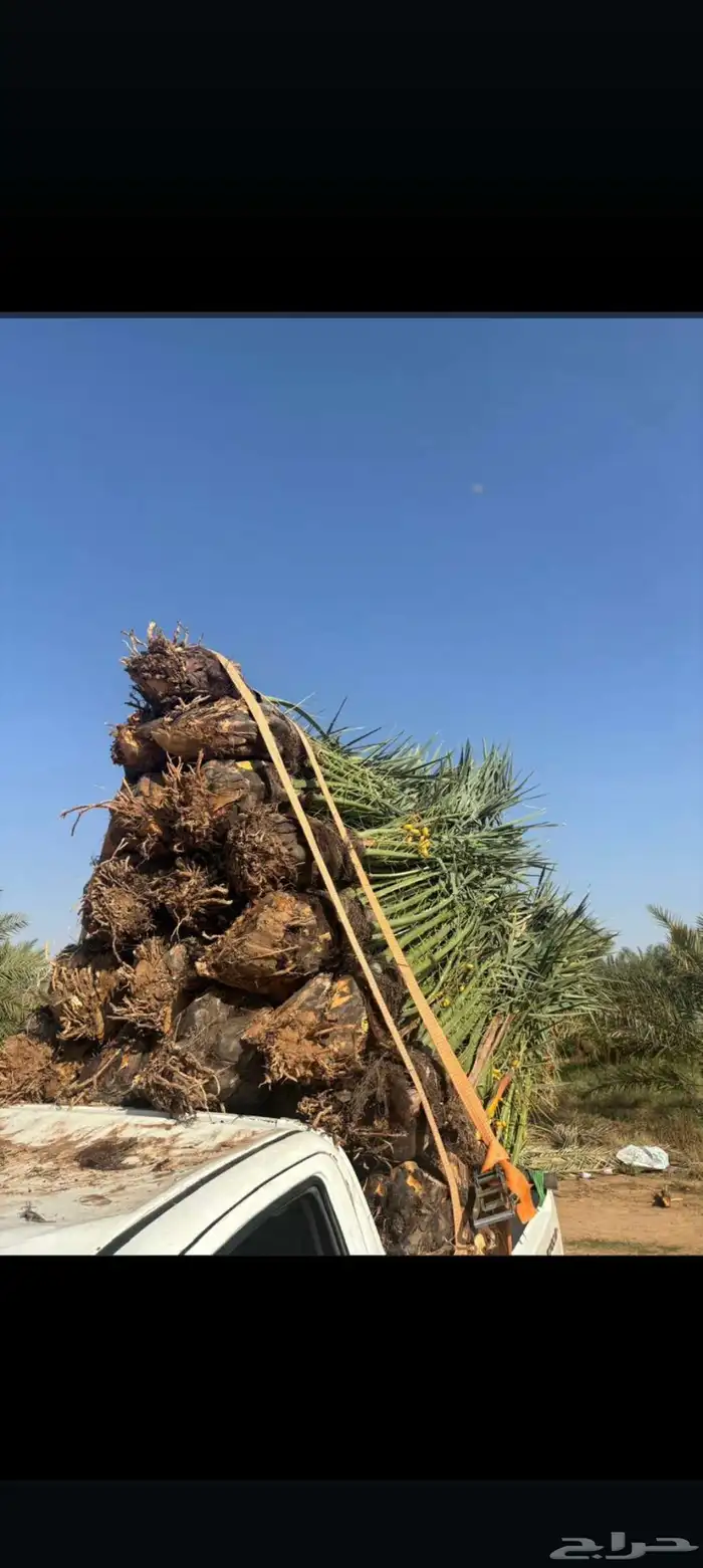 يتوفر لدينا جميع أنواع النخيل الوشنطني والعربي 5