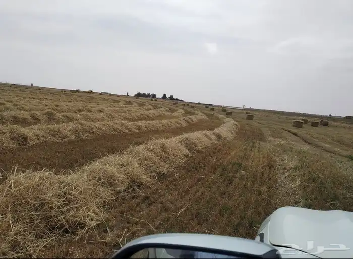 بذر شعير مروتي لا يعلى عليه 6