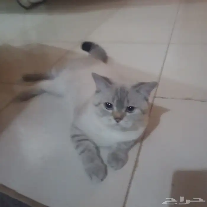 قط للتبني 0