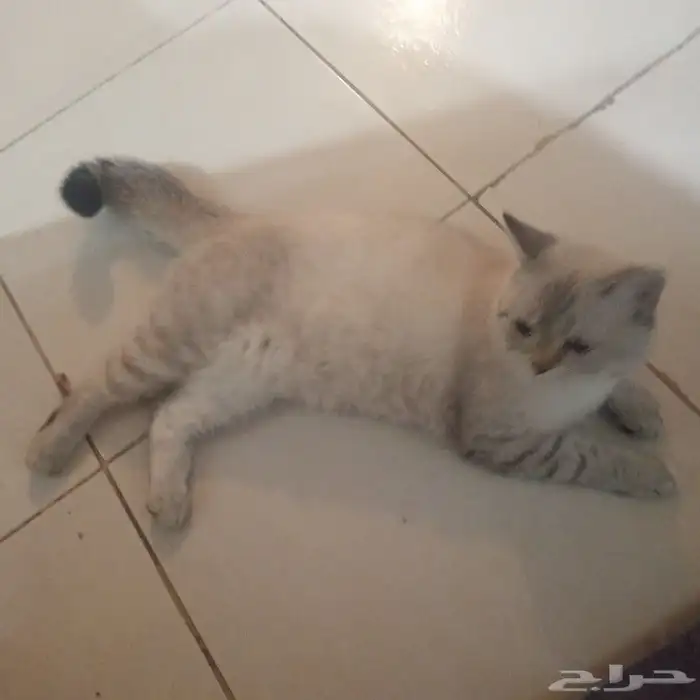 قط للتبني 1