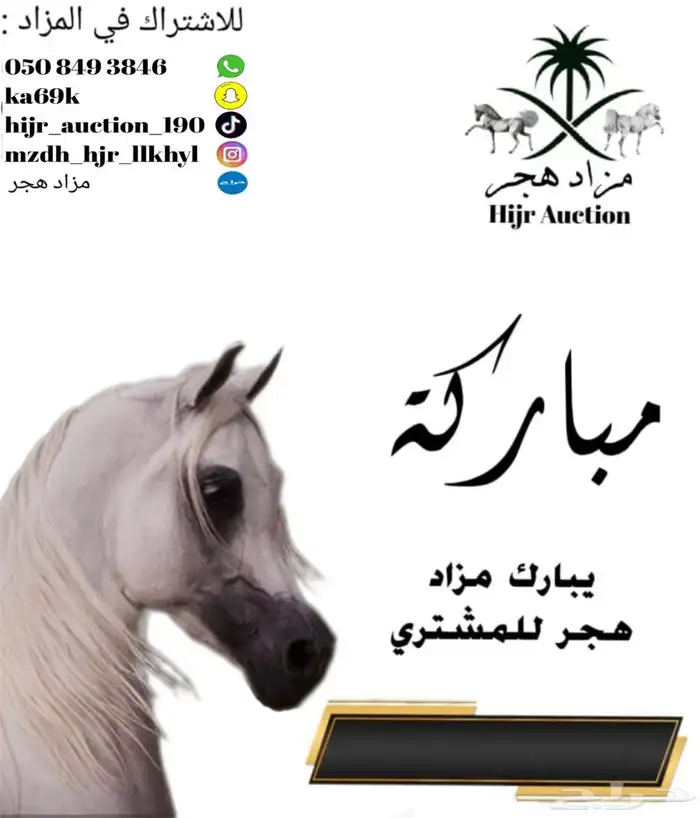 تم البيع احصان شعبي 0