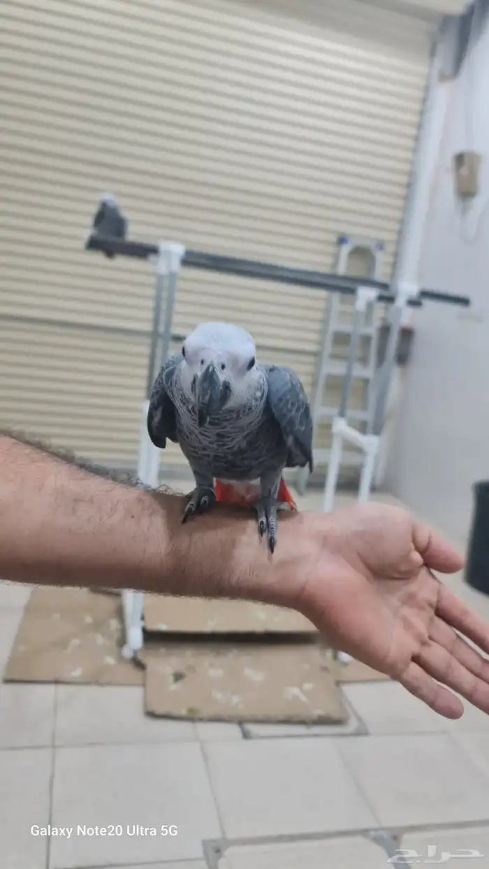 كاسكو للبيع 2