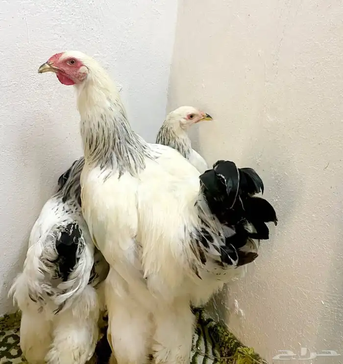 طقم براهما كلومبي كونك عملاق 1