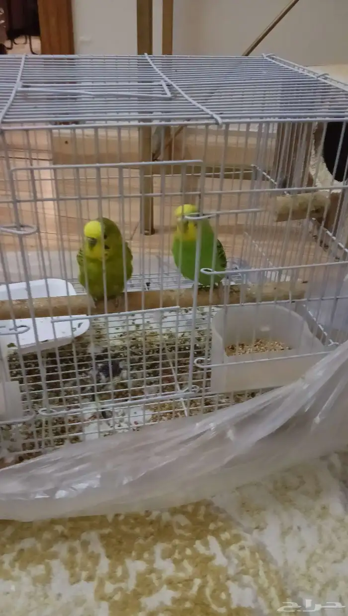 طيور بادجي 4