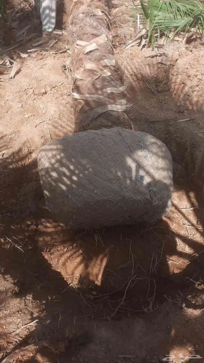 نخل واشنطن امريكي درجة اولى يتوفر لدينا كميات كبيرة 3
