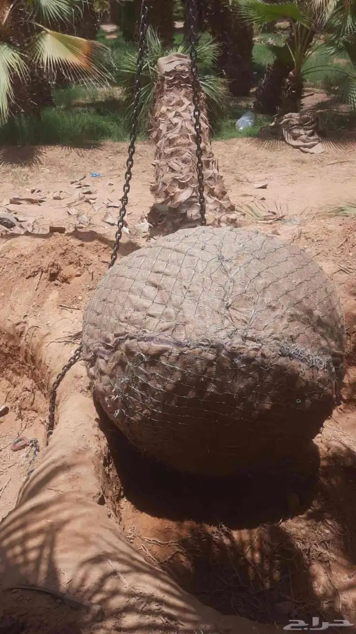 نخل واشنطن امريكي درجة اولى يتوفر لدينا كميات كبيرة 2