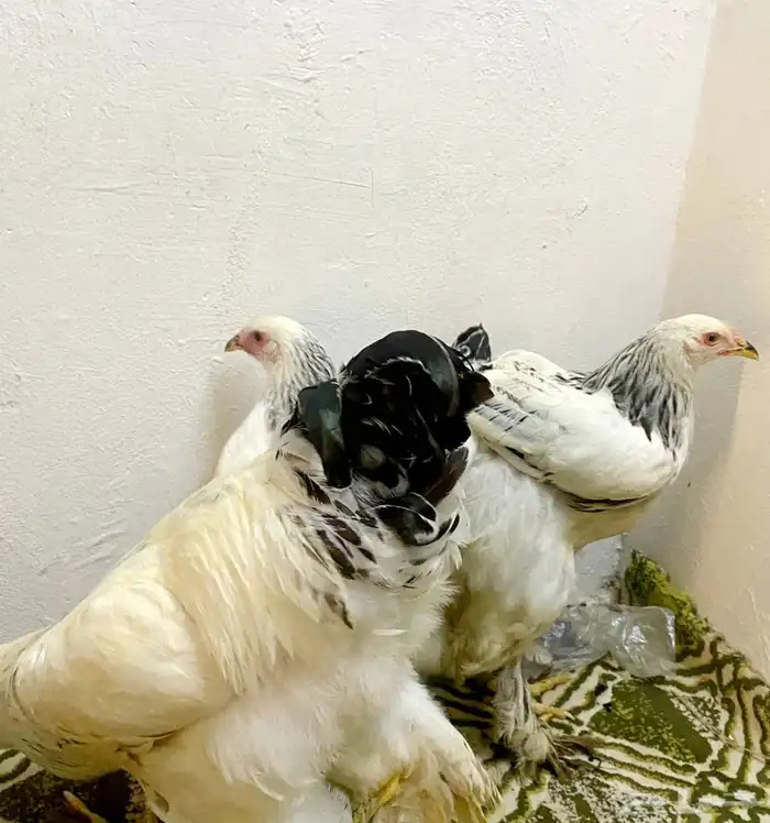 طقم براهما كلومبي كونك عملاق 2