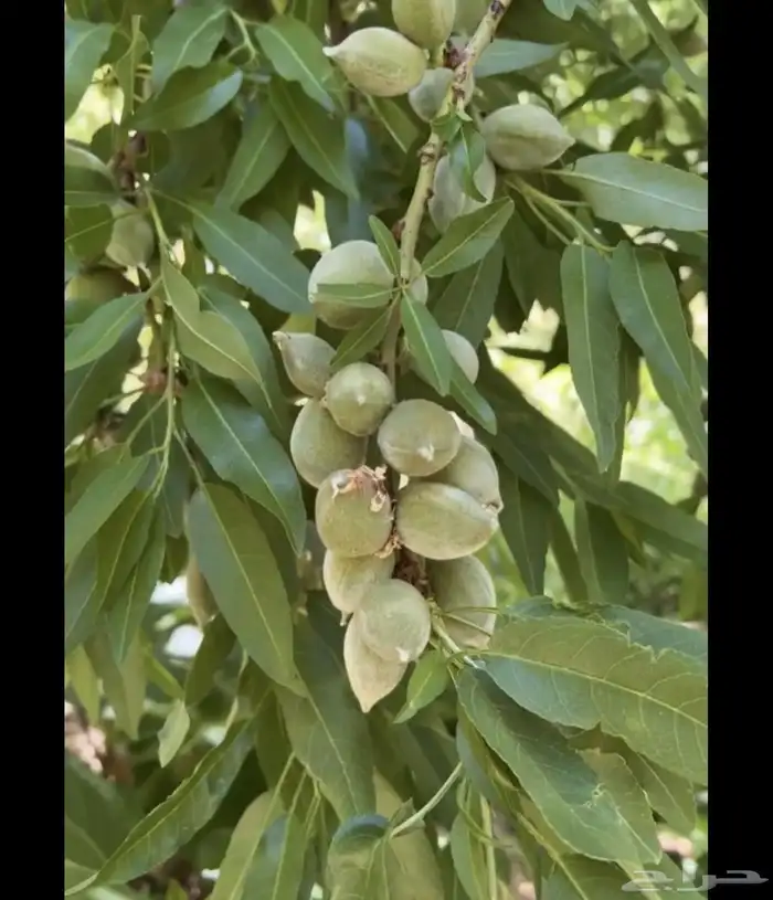 لوز وزبيب بلدي 5