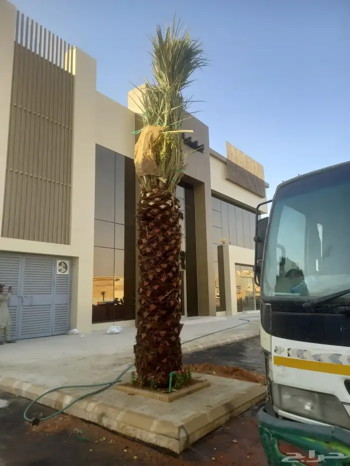 نخل مثمر للبيع نخيل اخلاص سكري برحي صقعي هلالي مجدول سلاطين 7