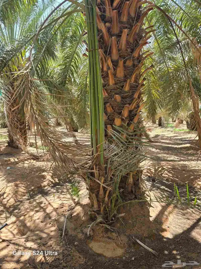 يوجد لدينا نخيل للبيع 7