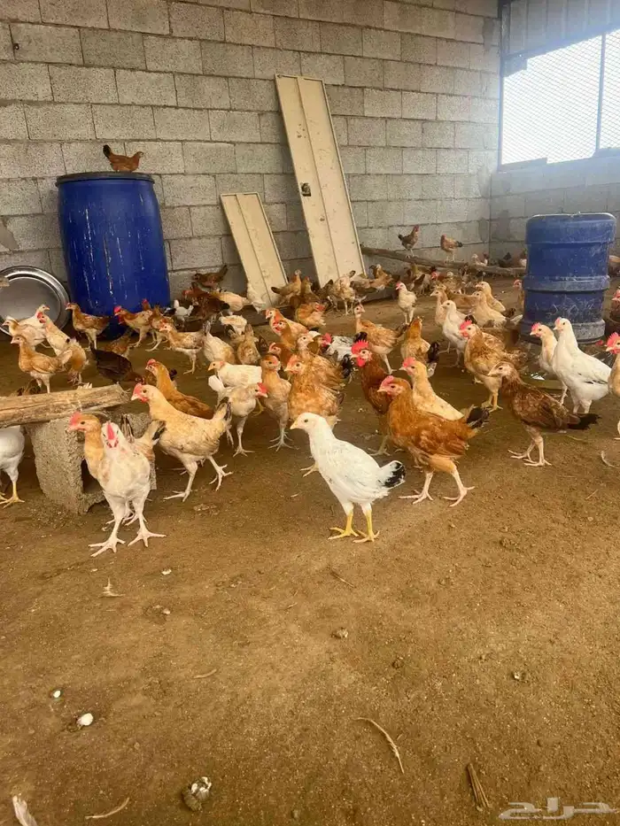 دجاج بلدي 3