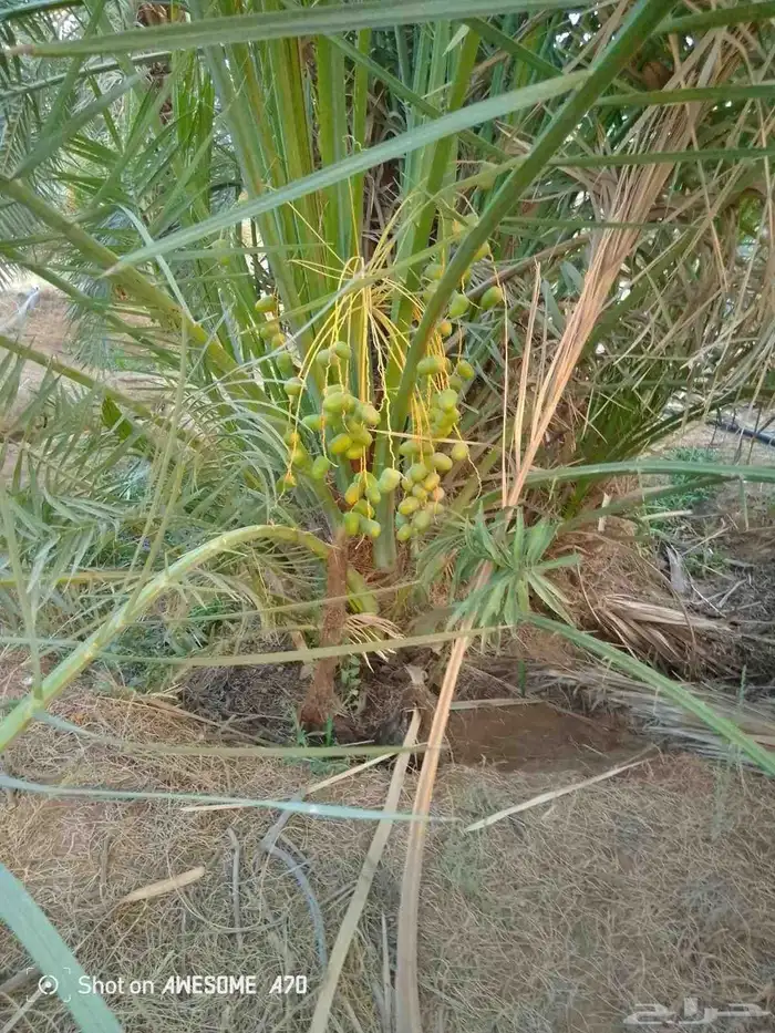 نخيل 0