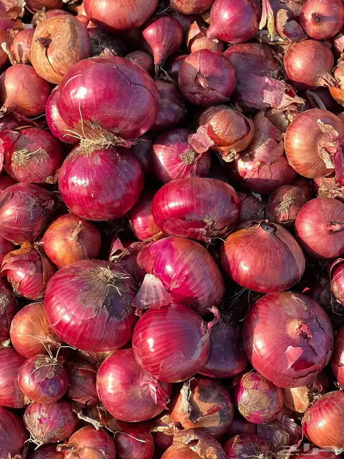 بصل بلدي وبذره يمني 0